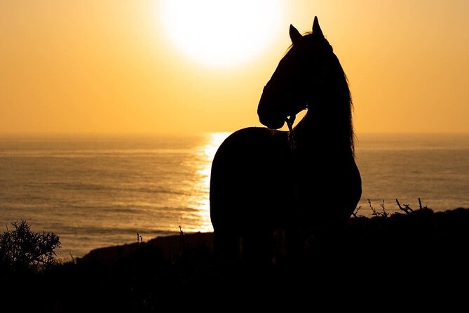 1 hour horse ride on the beach of essaouira - When to book your ride