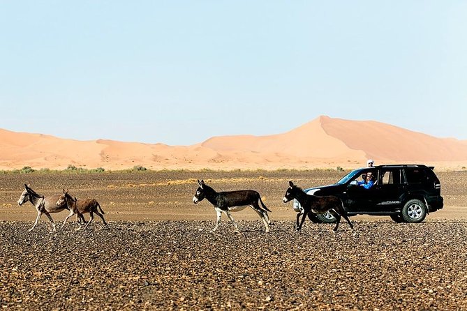 14 Days From Casablanca- Morocco Grand Tour - Day 9 and Day 10: Todra Gorge, Dades Valley, and Ait Ben Haddou