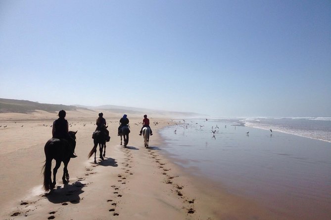 2 hours horse ride beach and dunes in Essaouira Morocco - Choosing the Right Arabian-Barb Horse