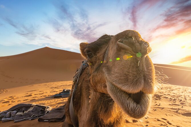 3 Days Desert Tour from Fes to Marrakech via Merzouga - Day 3: Ait Ben Haddou, film studios, and the High Atlas