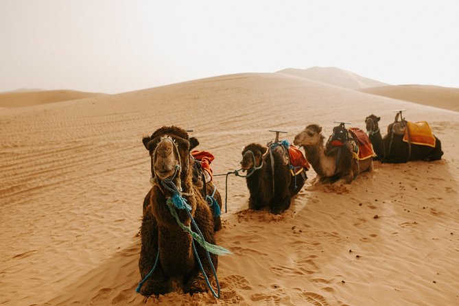 3-Days Sahara Desert Tour from Fez to Marrakech - Day two: Rissani, Todra Gorge, and the red rock of Dades