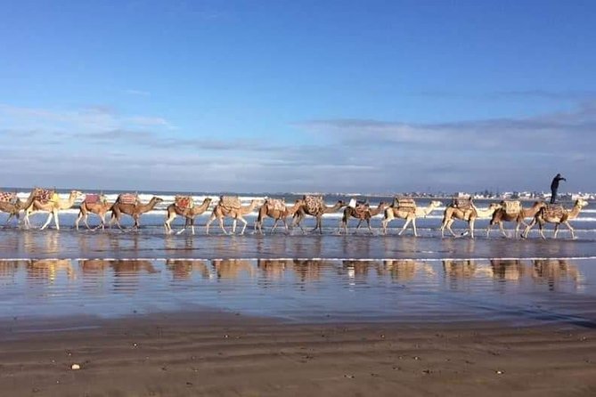 3-hour camel ride at sunset - Quick points before you book