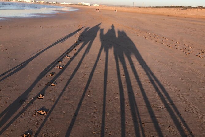 3-hour camel ride at sunset - Following the coast toward Diabat