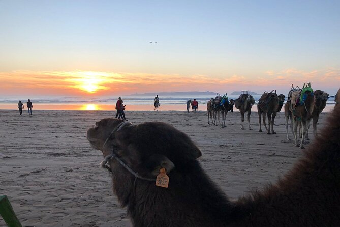 3-hour camel ride at sunset - Tea, biscuits, and the possible cafe stop