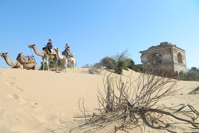 3 hours Camel Ride in Essaouira, beach and dunes - Climbing onto the dromedaries