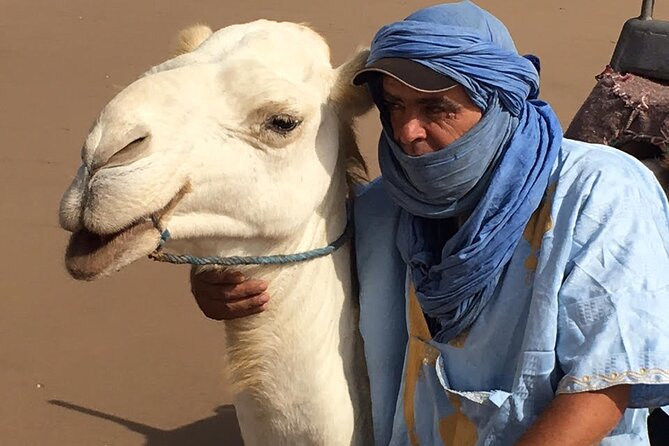 3 hours Camel Ride in Essaouira, beach and dunes - Eucalyptus, mimosa, and small wildlife