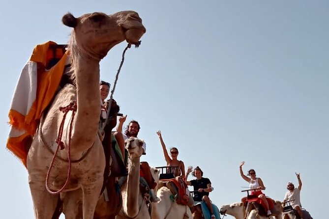 3 hours Camel Ride in Essaouira, beach and dunes - What guides add to the outing