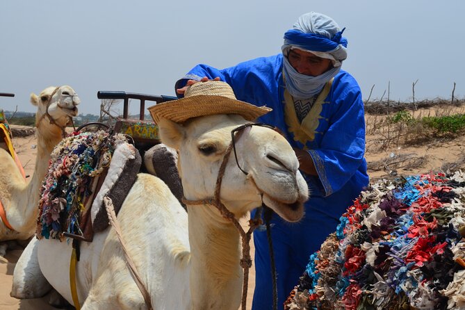 3 hours Camel Ride in Essaouira, beach and dunes - Along Essaouira Beach and the dunes