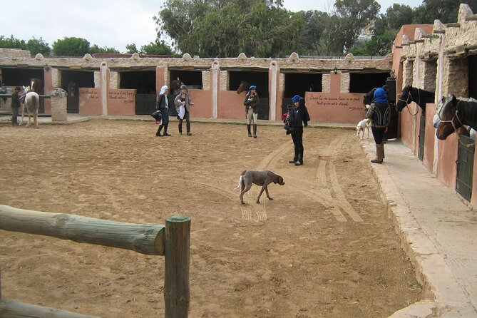 3 hours horse riding in Essaouira, beach, forest and dunes - Who will enjoy this ride most?