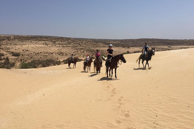 3 hours horse riding in Essaouira, beach, forest and dunes - Meeting your Arabian-Barb horse