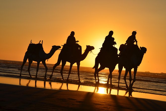 3 hours ride on camel at sunset - The ride across Essaouira’s wild beach