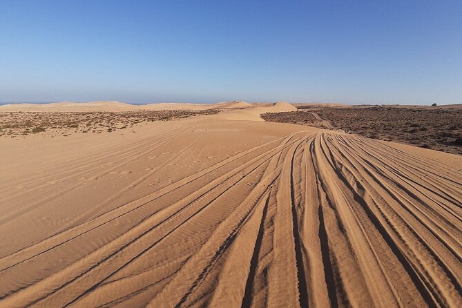 4×4 Jeep Desert Safari Tour with Lunch and Camel Ride - Searching for wildlife near Souss Massa National Park