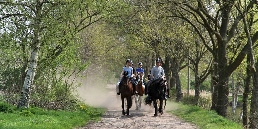 Agadir 2hours Horse Riding visite the flamingo river - What the horses and guides are like