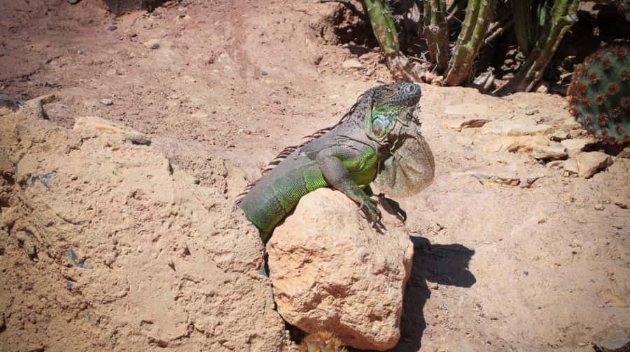 Agadir: Agadir Crocodile Park Adventure - Key points to know before you book