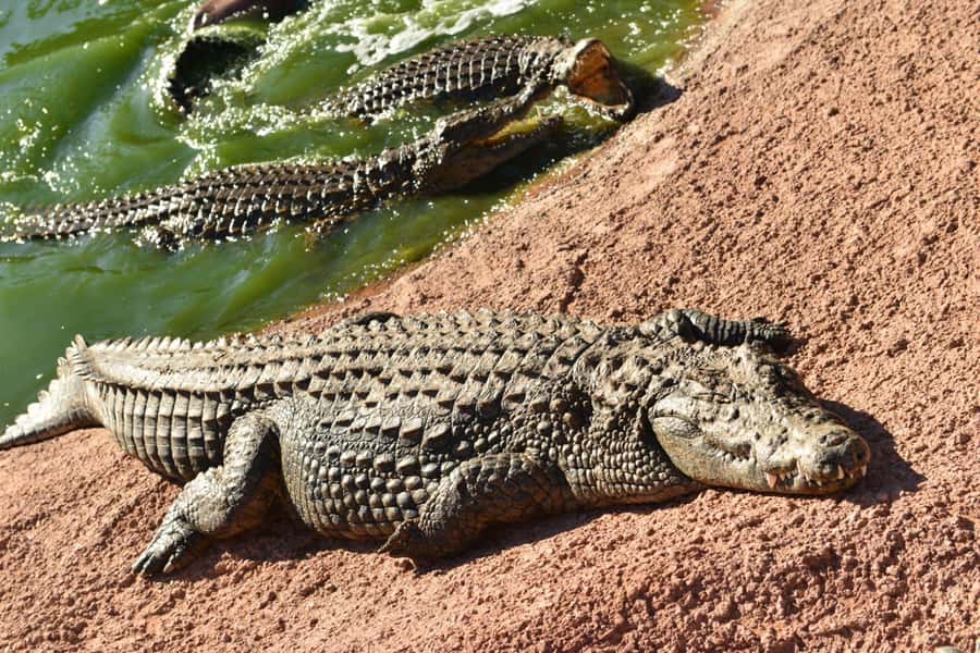Agadir: Agadir Crocodile Park Adventure - Entering through the giant crocodile head