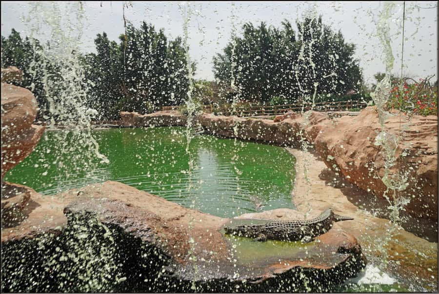 Agadir: Agadir Crocodile Park Adventure - More than crocodiles: snakes, tortoises, and iguanas