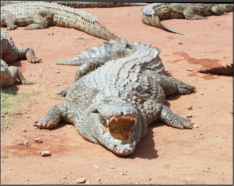 Agadir: Agadir Crocodile Park Adventure - Family facilities that make the visit easier