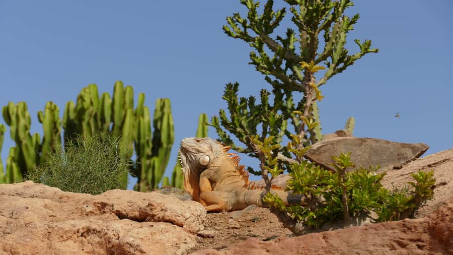 Agadir: Agadir Crocodile Park Adventure - Choosing a city tour, camel ride, or quad bike