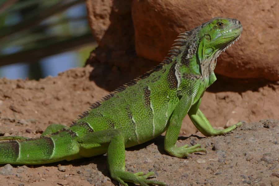 Agadir: Agadir Crocodile Park Adventure - The ride from Agadir to the park