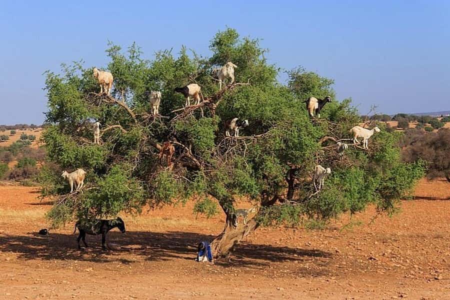 Agadir: Agafay Desert Quad Biking With Goats On The Tree - Who will enjoy this most?