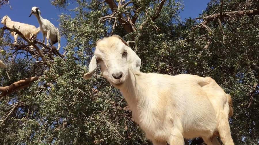 Agadir: ATV Quad Biking and Goats On Argan Trees with Tea - Meeting the goats in the argan trees