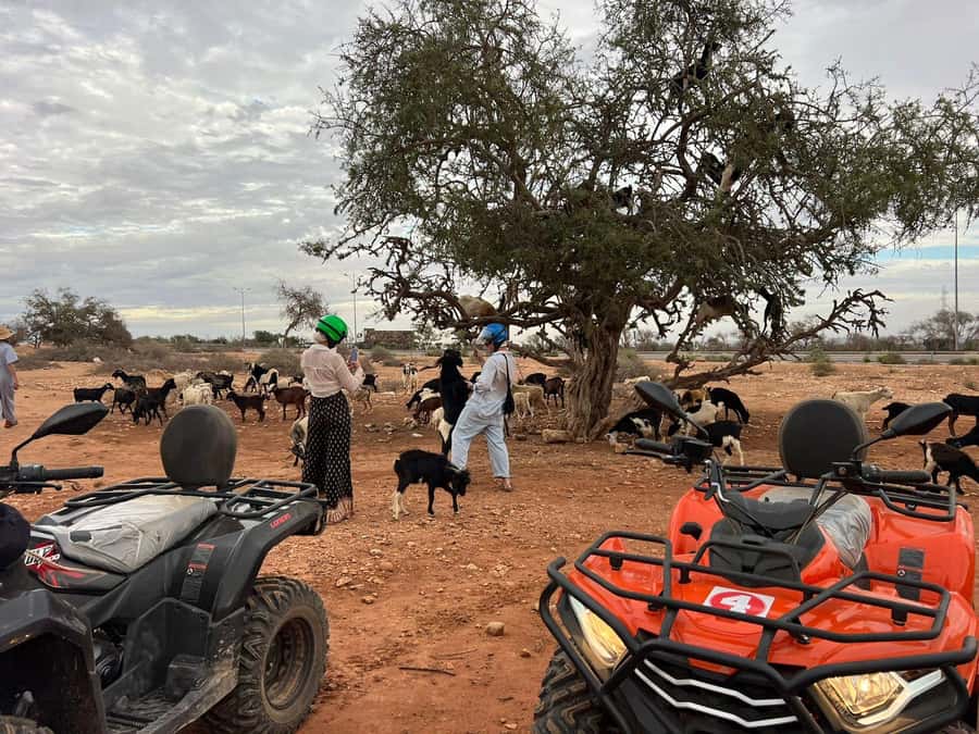 Agadir: ATV Quad Biking and Goats On Argan Trees with Tea - Should you book this Agadir ATV tour?