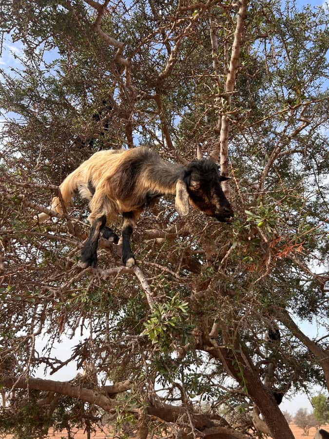 Agadir: Cable Car, Crocopark, and Goats on Trees Tour - At a glance: what makes this tour useful