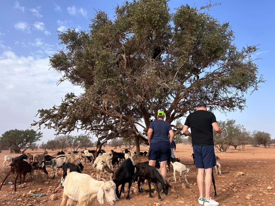 Agadir: Cable Car, Crocopark, and Goats on Trees Tour - Three Agadir sights in five practical hours