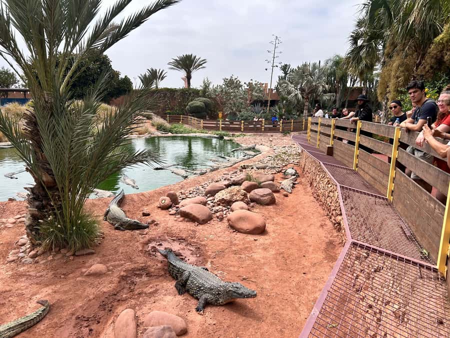 Agadir: Cable Car, Crocopark, and Goats on Trees Tour - Two hours at Agadir Crocopark