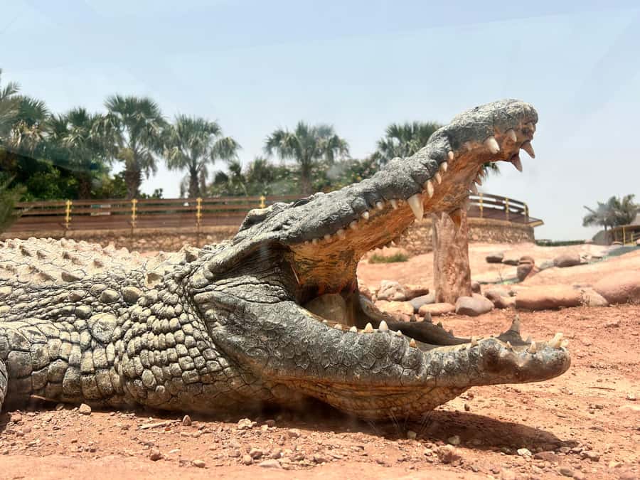 Agadir: Cable Car, Crocopark, and Goats on Trees Tour - Is $76 a fair price?