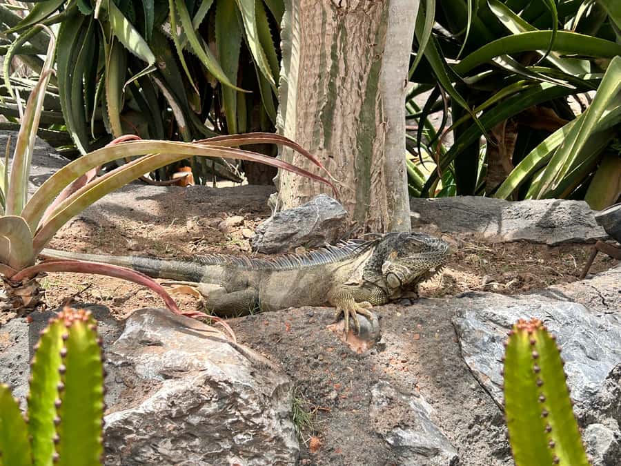Agadir: Cable Car, Crocopark, and Goats on Trees Tour - Should you book the cable car, Crocopark, and goats tour?