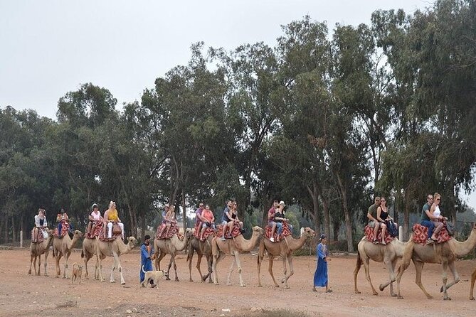 Agadir Camel Ride Experience - Practical advice before you go