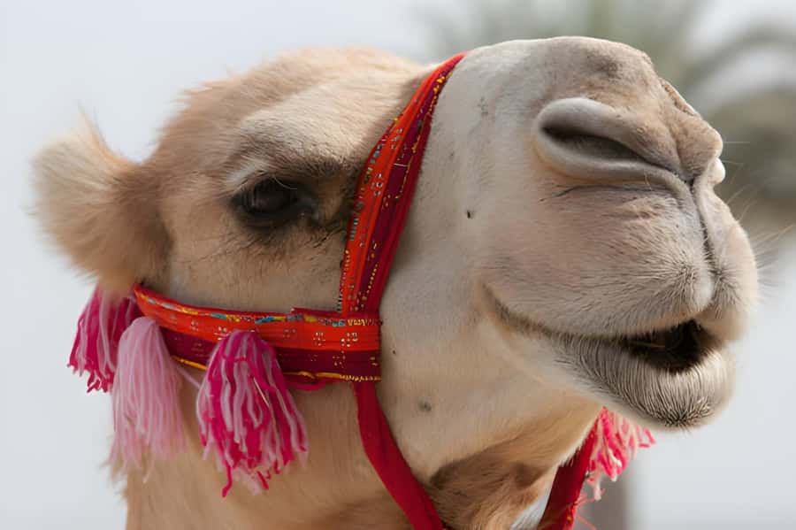 Agadir: Camel Ride Experience With Dinner Option - Why the timing matters more than the photos suggest