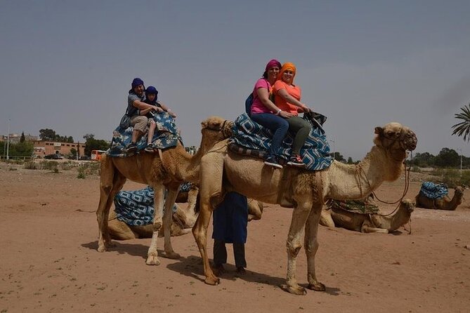 Agadir Camel Ride Experience - Through Aghroud Bensergao village and the eucalyptus trees