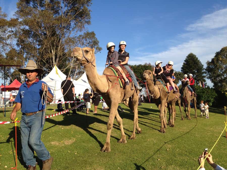 Agadir Camel Ride Flamingo River & BBQ Dinner - Comfort, clothing, and the family factor