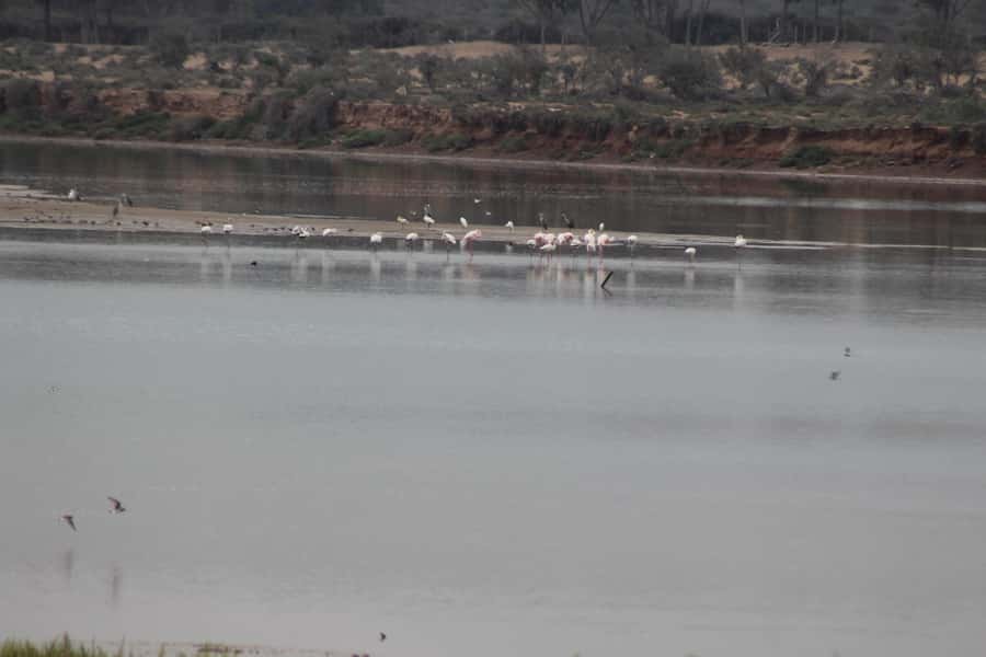 Agadir Camel Ride Flamingo River & BBQ Dinner - A calm ride through dunes and eucalyptus forest