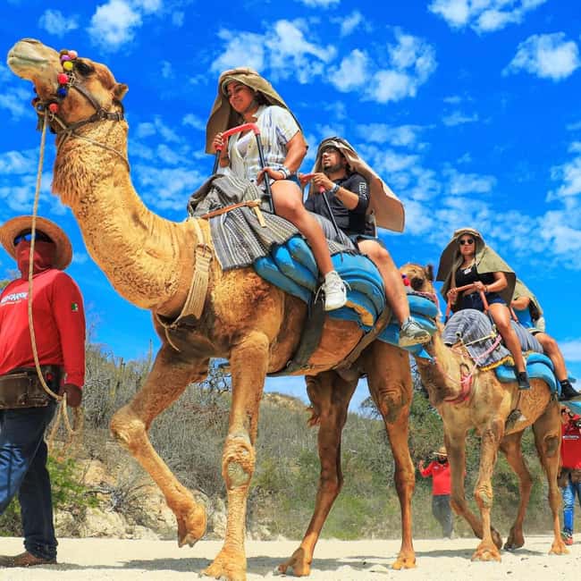 Agadir: Camel Ride With Tea & BBQ Dinner Option - Quick points to know