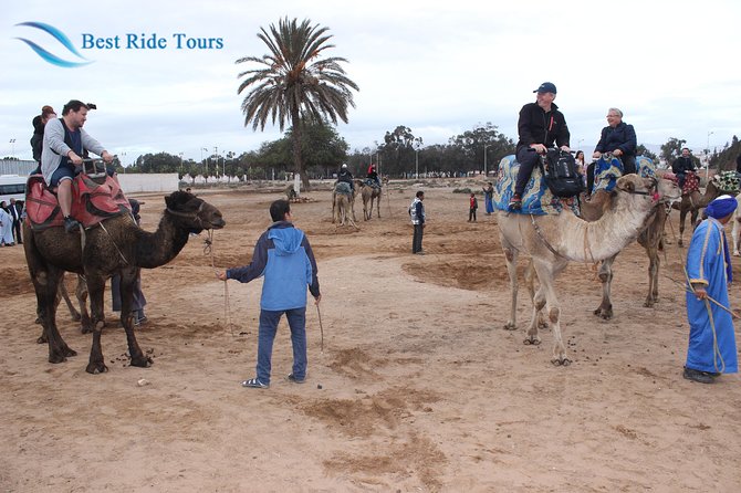 Agadir Camel Riding - The camels, the guide, and the practical comfort level