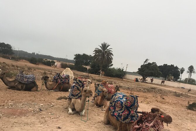 Agadir Camel Riding - Who should book this experience?