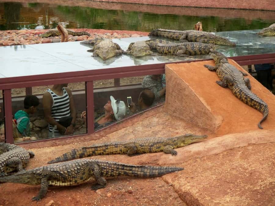 Agadir City Tour & Crocodile Park Adventure & Entry Ticket - Who should book this Agadir tour?