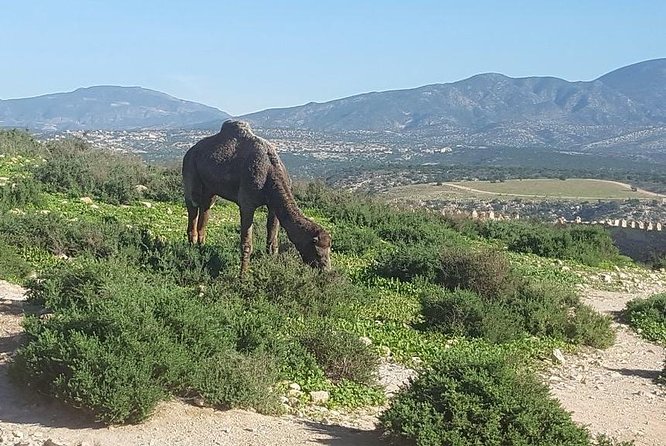 Agadir city tour from riu palace tikida taghazout - What the four-hour timing really means