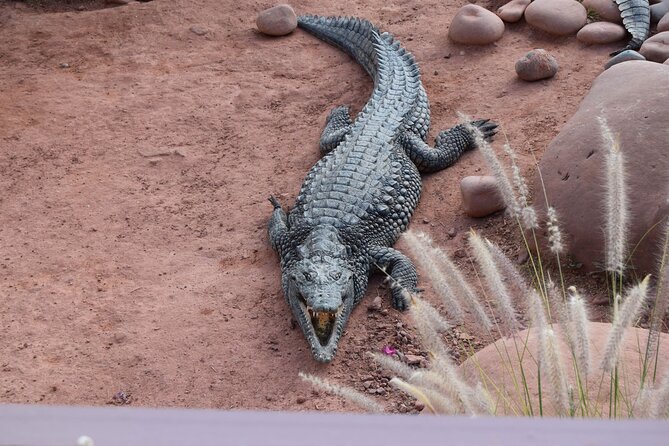 Agadir Crocodile Park Adventure - How much time you need inside