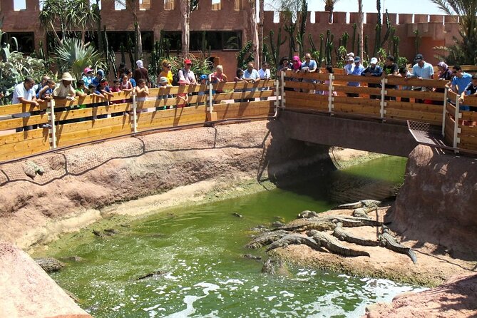 Agadir Crocodile Park Adventure - What the transport problems mean for you