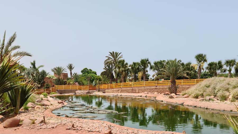 Agadir: Crocoparc Entry Ticket with Transfers, Guide, & Tea - Crocodiles, snakes, iguanas, and monkeys