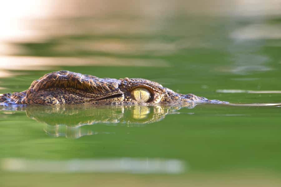 Agadir: Crocoparc Skip-the-Line Entry Ticket - Seeing 300 crocodiles at close range