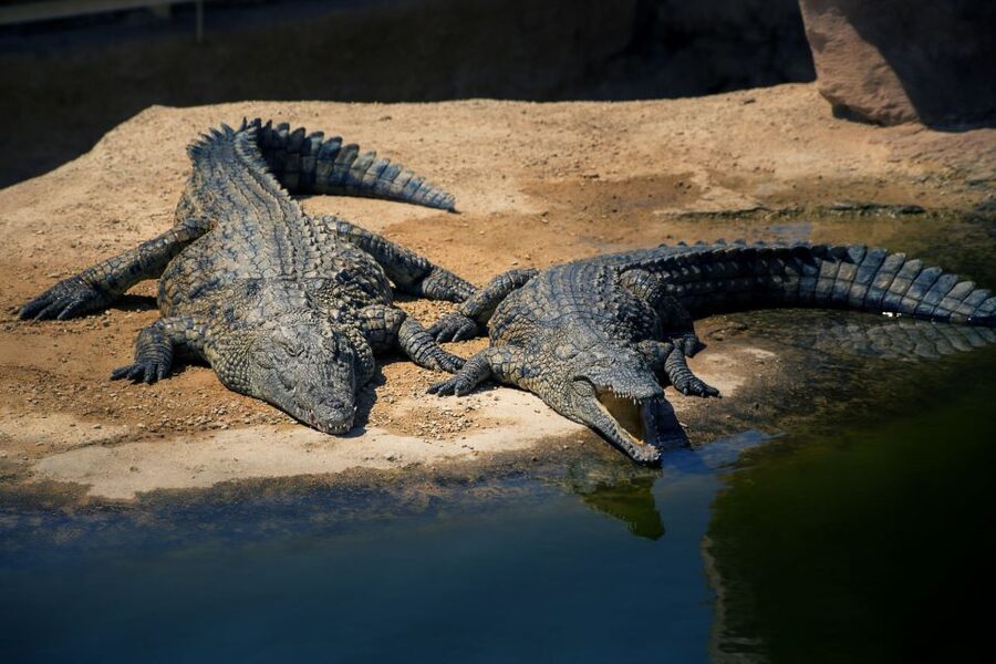 Agadir Crocoparc: Ticket and Transfer - Watching 300 Nile crocodiles safely