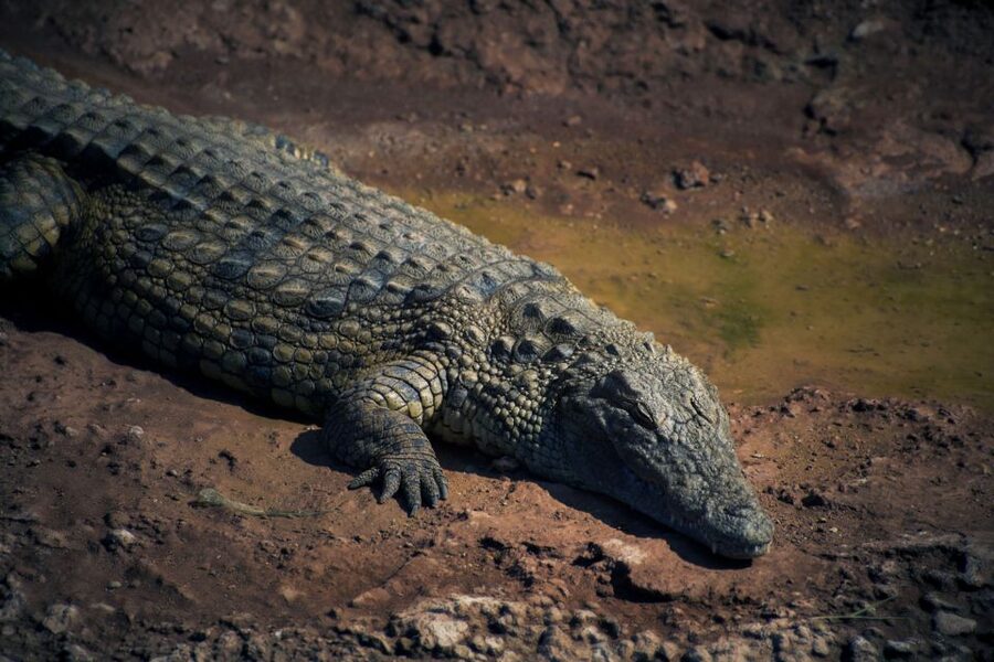 Agadir Crocoparc: Ticket and Transfer - The blue garden and its rare succulents