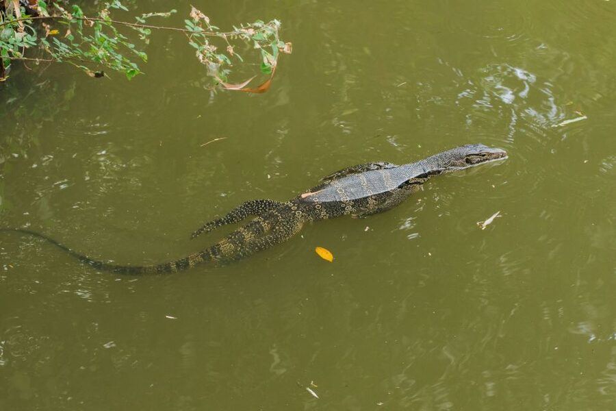 Agadir Crocoparc: Ticket and Transfer - The aquatic garden with Victoria water lilies