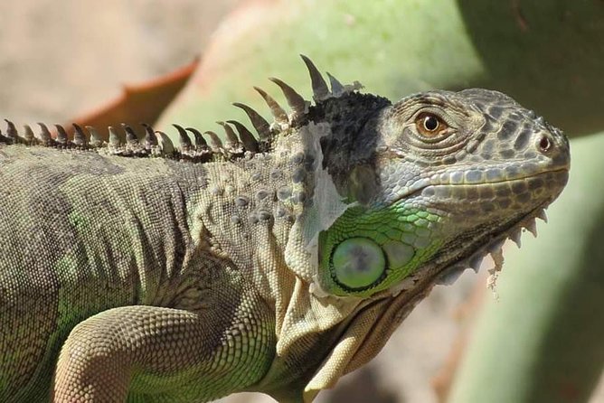 Agadir Crocoparc Transfer & Admission tickets - Hundreds of crocodiles in an open-air park