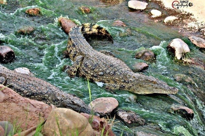 Agadir Crocoparc Transfer & Admission tickets - Who should book this Agadir Crocoparc trip?
